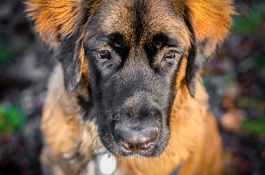 Tierfotografie